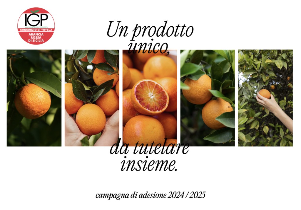 Agrumicoltura, al via la campagna di adesioni 2024/2025 del Consorzio Arancia Rossa di Sicilia IGP